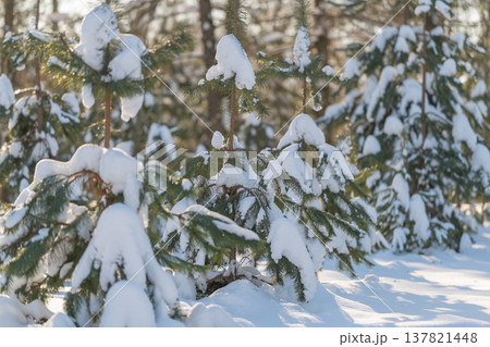 Frozen woodland view. Snowladen forest with towering trees creates peaceful winter scenery. Serene winter forest scene with towering trees and shimmering snowcovered ground Frozen woodland view. Snowladen forest with towering trees creates peaceful winter scenery. Serene winter forest scene with towering trees and shimmering snowcovered ground 137821448