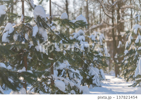 Snow covered forest path with sunlight, long dappled shadows across fresh powder, pine trunks lining serene trail, calm outdoor wellness scene for mindful walking and nature escape Snow covered forest path with sunlight, long dappled shadows across fresh powder, pine trunks lining serene trail, calm outdoor wellness scene for mindful walking and nature escape 137821454