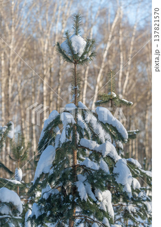Snow capped conifer crown against pale trees, delicate balance of powder on upper branches, warm backlight creating soft glow, textured needles visible, gentle winter stillness 137821570