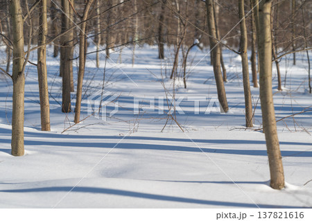 Chilly outdoor setting showing snowdraped trees and shadowed forest floor. Frosty winter environment with snowblanketed trees and contrasting shadows across terrain Chilly outdoor setting showing snowdraped trees and shadowed forest floor. Frosty winter environment with snowblanketed trees and contrasting shadows across terrain 137821616