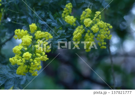 人の心を温かくする存在感 人の心を温かくする存在感 137821777