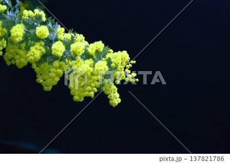 人の心を温かくする存在感 人の心を温かくする存在感 137821786