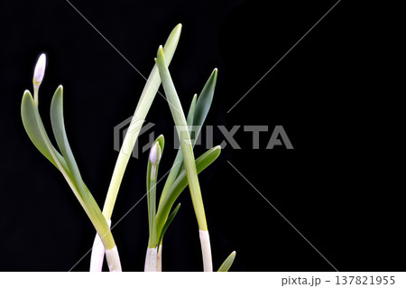 Elegant minimalistic floral presentation. Delicate snowdrop buds with green stems. Refined botanical illustration of snowdrop blooms on stark dark backdrop 137821955