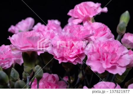 Pink carnation macro showing ruffled texture, fine petal veins and delicate gradients captured with studio lighting for packaging, botanical reference and highend editorial 137821977