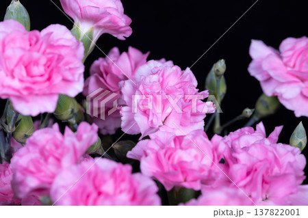 Pink carnation massed blooms arranged for celebration centerpiece, soft layered petals create lush texture, festive mood suitable for event decor and party styling Pink carnation massed blooms arranged for celebration centerpiece, soft layered petals create lush texture, festive mood suitable for event decor and party styling 137822001