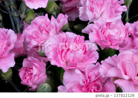 Detailed flower examination. Closeup of pink carnation petals. Analysis highlights petal texture and color variations. Micrographic study uncovers veins and shading in blossoms 137822126