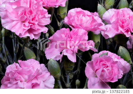 Closeup of pink carnation petals showing delicate texture and soft folds, high detail macro focus, crisp edges and subtle shadowing, botanical study vibe for design use 137822185