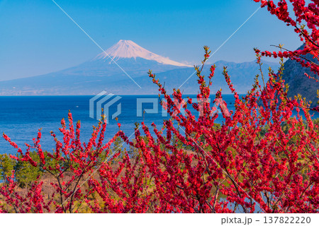 （静岡県）花桃咲く西伊豆井田・海越しの富士山 137822220