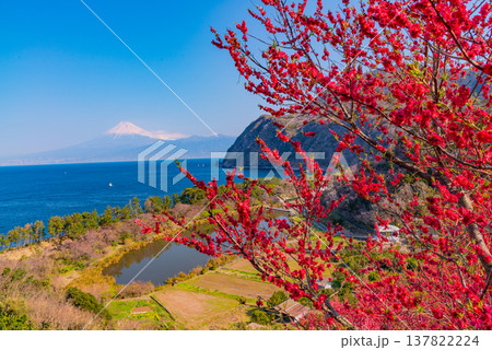 (静岡県)花桃咲く西伊豆井田・海越しの富士山 (静岡県)花桃咲く西伊豆井田・海越しの富士山 137822224