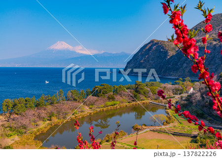 (静岡県)花桃咲く西伊豆井田・海越しの富士山 (静岡県)花桃咲く西伊豆井田・海越しの富士山 137822226