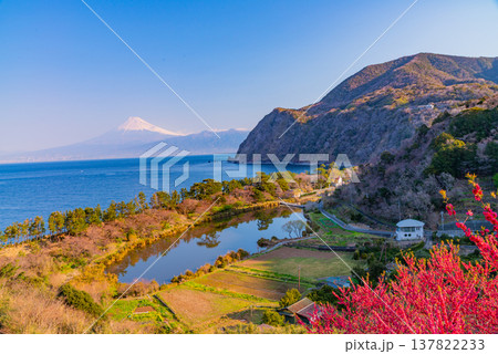 （静岡県）花桃咲く西伊豆井田・海越しの富士山 137822233