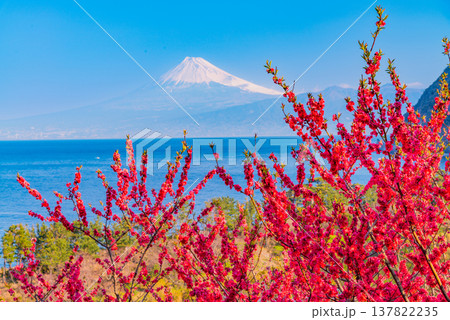 (静岡県)花桃咲く西伊豆井田・海越しの富士山 (静岡県)花桃咲く西伊豆井田・海越しの富士山 137822235