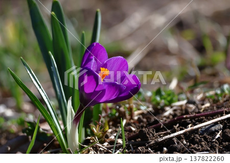 春の訪れを教えてくれる花 137822260