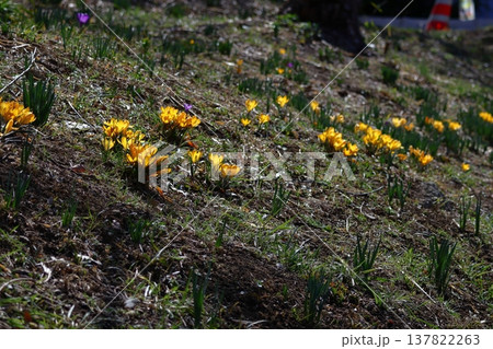 春の訪れを教えてくれる花 137822263