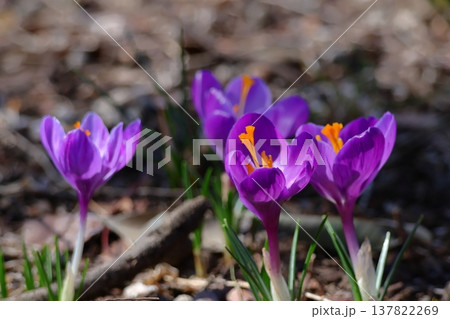 春の訪れを教えてくれる花 137822269
