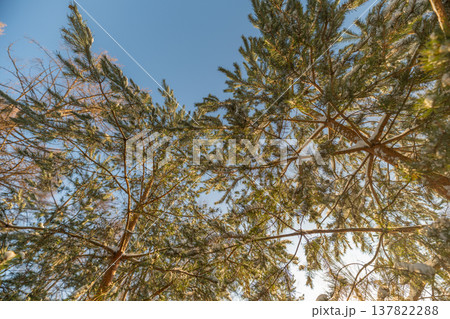 Serene winter scene with sunlight illuminating snowcoated tree branches. Peaceful snowy woodland scene showcasing bright sunlight over frostladen pine trees and high branches Serene winter scene with sunlight illuminating snowcoated tree branches. Peaceful snowy woodland scene showcasing bright sunlight over frostladen pine trees and high branches 137822288