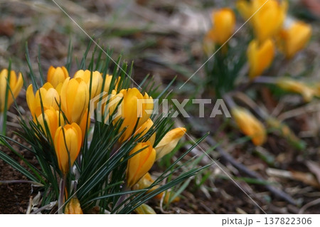 春の訪れを教えてくれる花 春の訪れを教えてくれる花 137822306