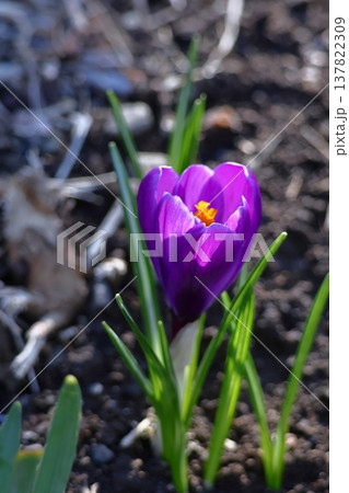 春の訪れを教えてくれる花 137822309