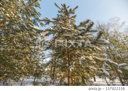 Sunlit winter tranquility. Morning light bathes snowy forest with gentle warmth. Calm winter evening with golden light reflecting off snowcovered pine branches in park Sunlit winter tranquility. Morning light bathes snowy forest with gentle warmth. Calm winter evening with golden light reflecting off snowcovered pine branches in park 137822316