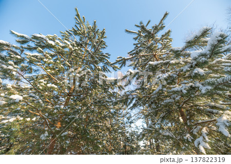 Snowcovered branches form peaceful outlines. Sunlit needles depict serene winter companionship. Two pines amid snow illustrate warmth and steadfast resilience in harmony 137822319
