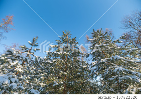 Snowcovered branches touch bright sky. Snow outlined limbs reach into luminous winter blue horizon. Scenic upward perspective of icy treetops and luminous winter sky beyond 137822320