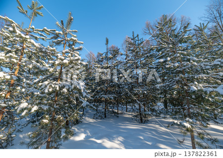 Sunlit snowy pines. Bright light on icy branches. Radiant snowcovered trees under vibrant sky. Sunshine illuminates frosted pine trees with sparkling crystals and blue sky Sunlit snowy pines. Bright light on icy branches. Radiant snowcovered trees under vibrant sky. Sunshine illuminates frosted pine trees with sparkling crystals and blue sky 137822361