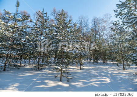 Minimal winter landscape with scattered pines, low horizon emphasizes vast snowfield, long cool shadows stretch across surface, crisp air, peaceful seasonal mood for minimal design Minimal winter landscape with scattered pines, low horizon emphasizes vast snowfield, long cool shadows stretch across surface, crisp air, peaceful seasonal mood for minimal design 137822366