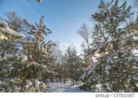 Sparkling snowdrifts under clear blue sky. Vivid winter scene with sunlight shining on pines. Frozen woodland scene illuminated by warm sunlight and glistening snow formations 137822367