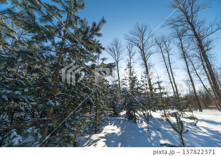 Mysterious snowbound passage under tall pines, darker forest interior contrasts bright clearing, sense of depth and quiet, inviting exploration or contemplative solitude visuals 137822371