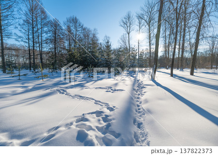 Narrow sunlit track across fresh snow, footsteps mark path through open park, tall trunks create striped long shadows, bright winter light, serene outdoor mood for mindful walking 137822373