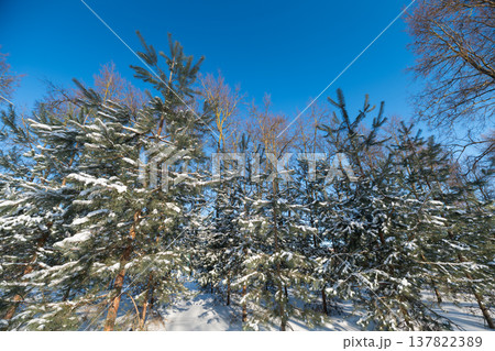 Frosty needles under blue sky. Snowy pine branches with shimmering frost detail. Brightly lit winter landscape showcasing icy frost on spruce branches beneath blue sky Frosty needles under blue sky. Snowy pine branches with shimmering frost detail. Brightly lit winter landscape showcasing icy frost on spruce branches beneath blue sky 137822389