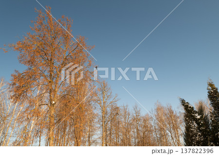 Solitary bird against winter sky background. Dark bird perches on branch beneath gray winter sky. Single blackbird resting on branch with bare winter trees behind Solitary bird against winter sky background. Dark bird perches on branch beneath gray winter sky. Single blackbird resting on branch with bare winter trees behind 137822396