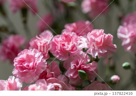 Pink blossom centerpiece on table, festive wedding styling with clustered carnations, soft sunlight highlights, pastel palette, refined elegant mood, celebration prep scene 137822410