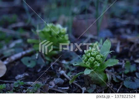 春一番雪の下から芽吹く 137822524