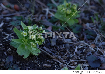 春一番雪の下から芽吹く 137822527