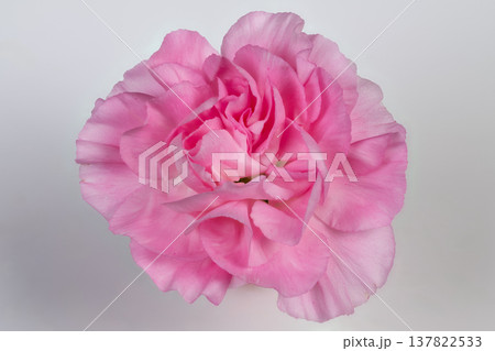 Weddingready pink carnation boutonniere display, single bloom showcased for styling inspiration and stationery shoots, delicate romantic tone for ceremony design Weddingready pink carnation boutonniere display, single bloom showcased for styling inspiration and stationery shoots, delicate romantic tone for ceremony design 137822533