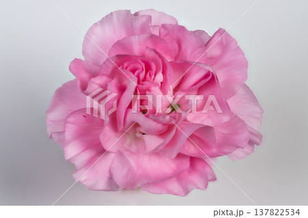 Spaready pink carnation evokes calm and serenity, pastel petals and gentle contours form soothing flatlay for wellness branding, massage and relaxation concepts Spaready pink carnation evokes calm and serenity, pastel petals and gentle contours form soothing flatlay for wellness branding, massage and relaxation concepts 137822534
