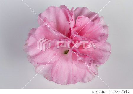 Pink carnation flatlay with space. Elegant pink carnations arranged on white background for design. Minimalist pink carnation composition suitable for branding and advertising Pink carnation flatlay with space. Elegant pink carnations arranged on white background for design. Minimalist pink carnation composition suitable for branding and advertising 137822547