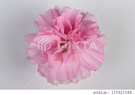 Decorative pink blooms. Studio shot of pink carnations with fragrance appeal. Artistic presentation of pink carnations in studio emphasizing texture and natural lighting Decorative pink blooms. Studio shot of pink carnations with fragrance appeal. Artistic presentation of pink carnations in studio emphasizing texture and natural lighting 137822548