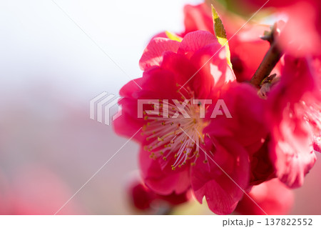 真っ赤な花桃の花 アップ 真っ赤な花桃の花 アップ 137822552