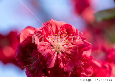 真っ赤な花桃の花　アップ 137822553