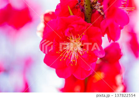 真っ赤な花桃の花 アップ 真っ赤な花桃の花 アップ 137822554