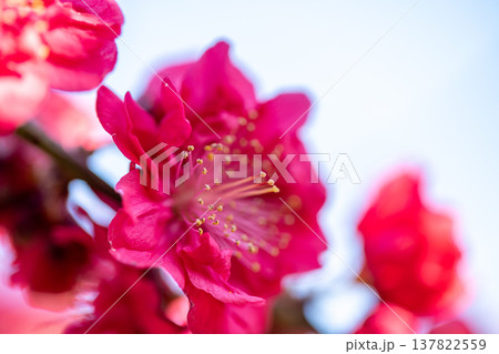 西伊豆井田の花桃 西伊豆井田の花桃 137822559