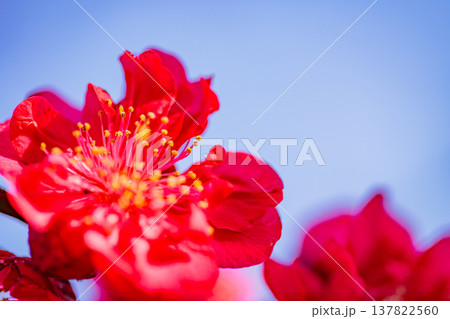 花桃の花 アップ 花桃の花 アップ 137822560