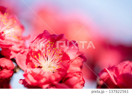 花桃の花 赤 花桃の花 赤 137822561