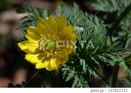 幸福を招く花 137822721