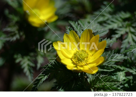 幸福を招く花 137822723