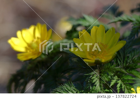 幸福を招く花 137822724