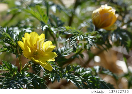 幸福を招く花 137822726