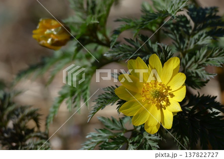 幸福を招く花 137822727